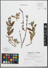 Foto von Salix purpurea L. x Salix repens L.